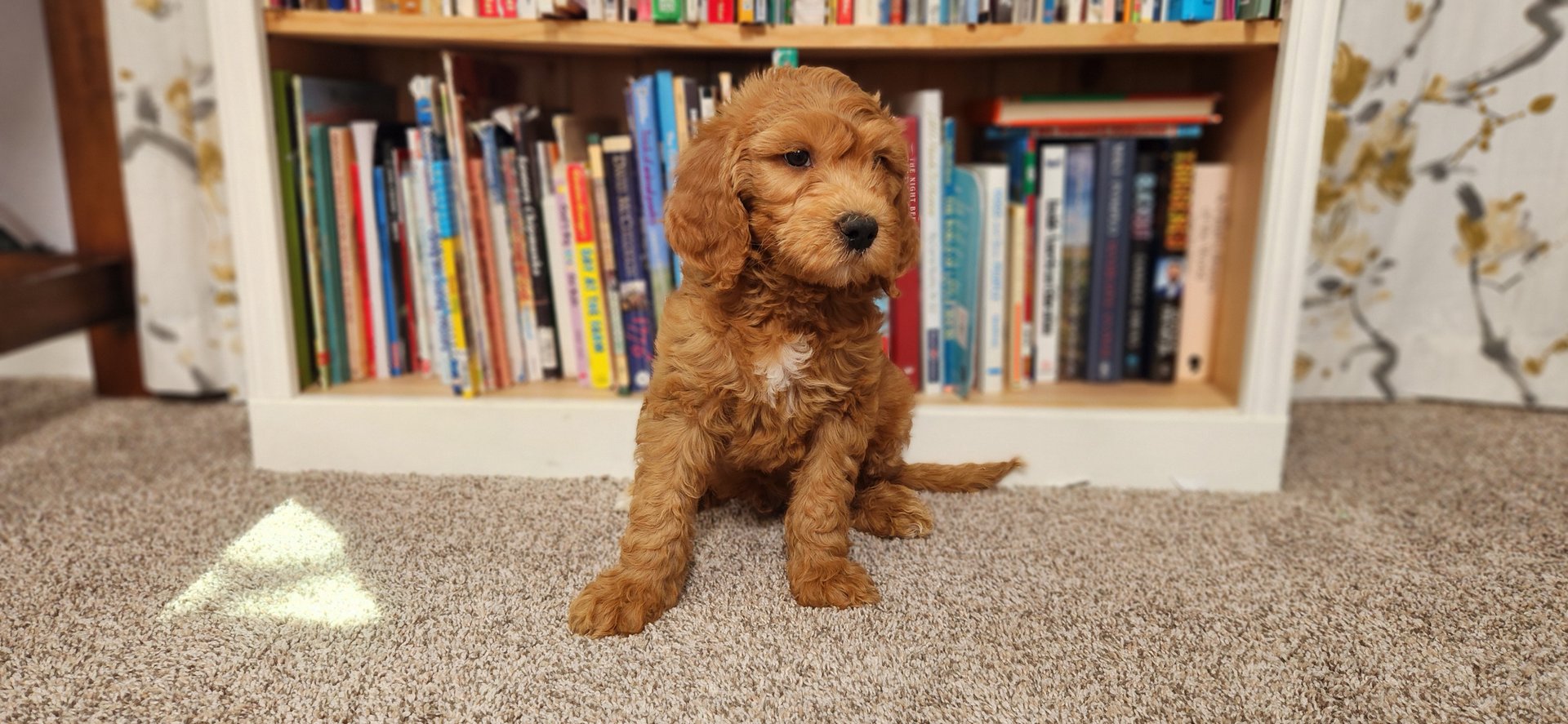 Oliver