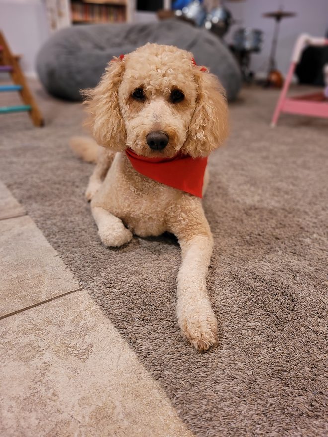 Charlotte, our female golden doodle