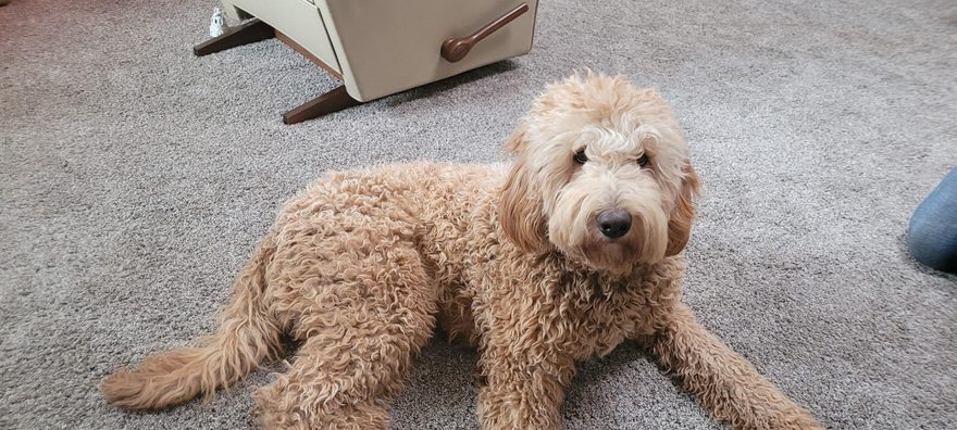 Elliot, our male golden doodle